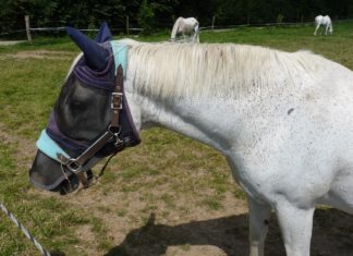 Pferd mit Fliegenschutz auf einer Koppel