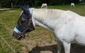 Pferd mit Fliegenschutz auf einer Koppel