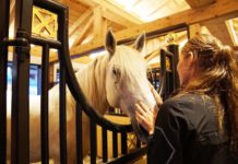 Pferd im Stall mit Frau