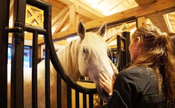 Pferd im Stall mit Frau