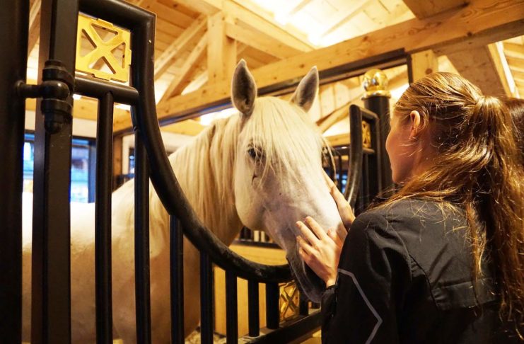 Pferd im Stall mit Frau